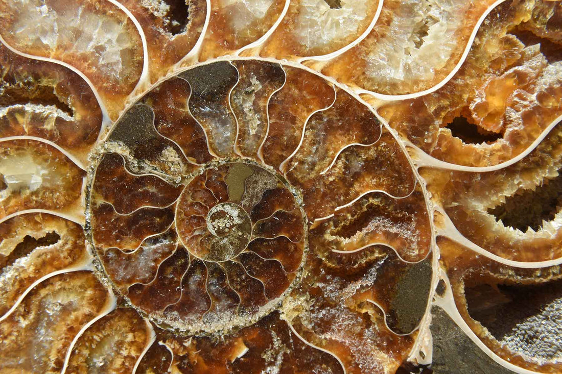 Ammonite Healing Properties, Meanings and Powers - Mantrapiece