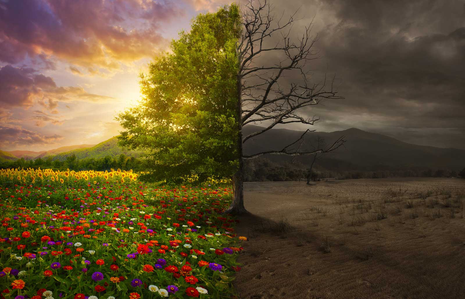 The Truth About The Tree of The Knowledge of Good and Evil - Mantrapiece