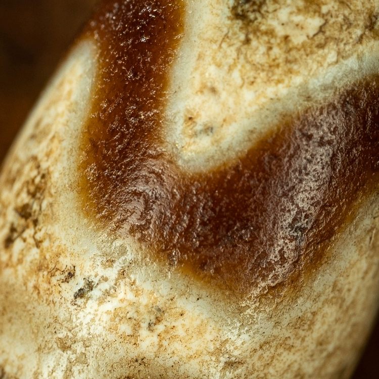 Enduring Courage Tiger Tooth Dzi Bead