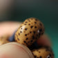 Antique Tibetan Lotus Seed Beads