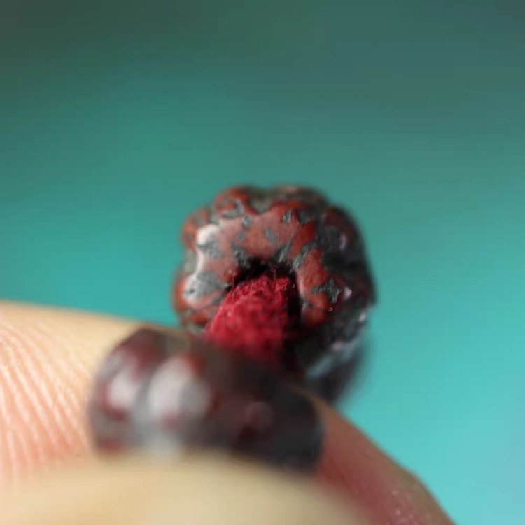 Small Rudraksha Mala